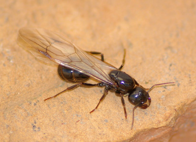 formica_alata.jpg