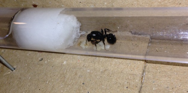Messor barbarus 2.jpg