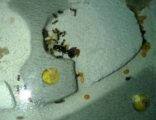 Messor barbarus 5.jpg