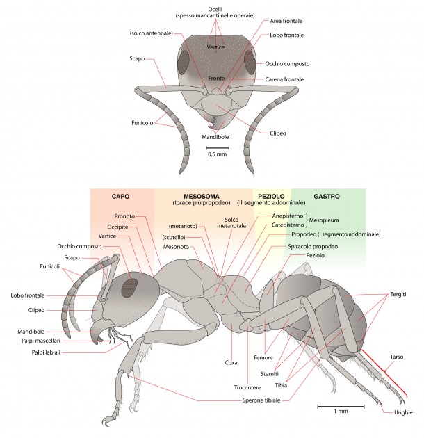 Anatomia formica.jpg