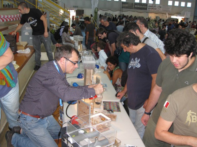 Entomodena 16.JPG