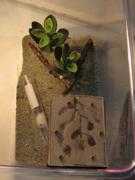 Entomodena 11.JPG
