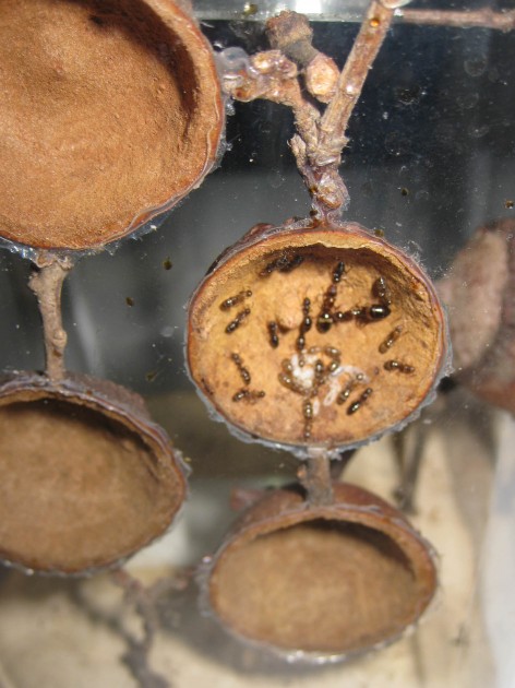 Entomodena 10.JPG