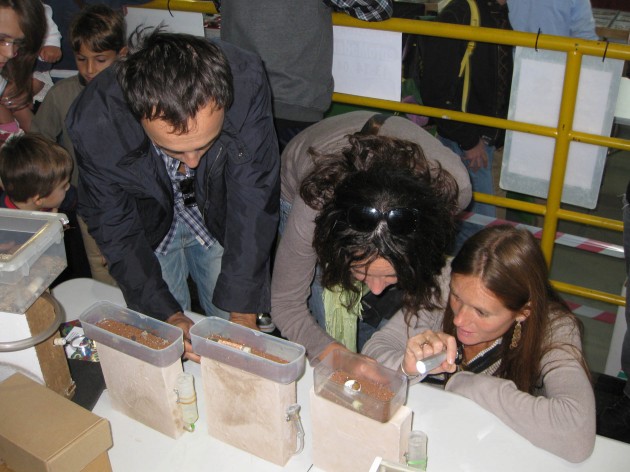 Entomodena 09.JPG