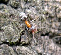 formica-R0147M-m.jpg
