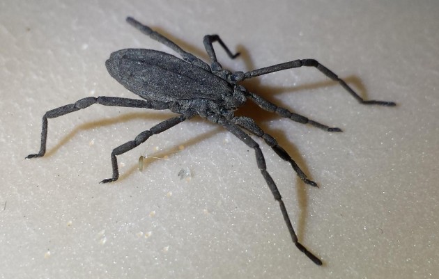 Opilionidae.jpg