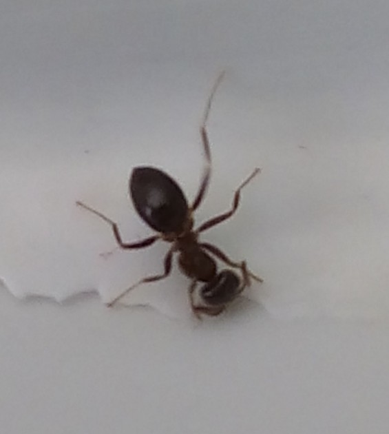 ant.jpg