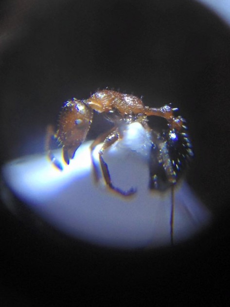 Temnothorax hesperius.jpg