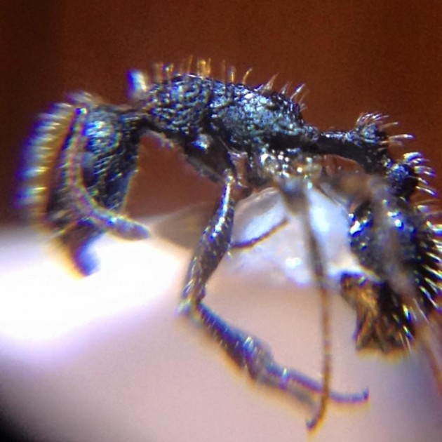 Temnothorax cabrerae minor.jpg