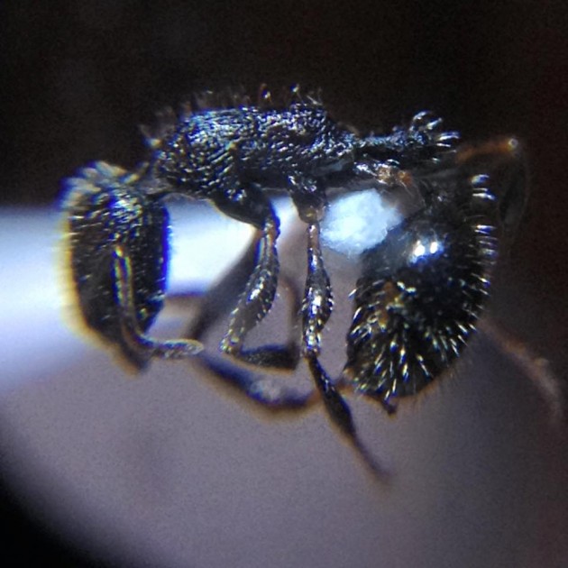 Temnothorax cabrerae major.jpg