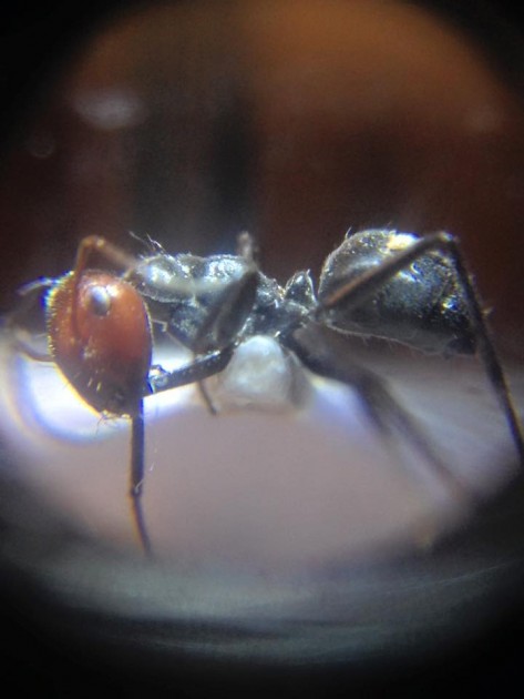 Colobopsis cylindrica.jpg