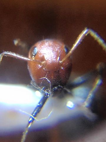 Colobopsis cylindrica head.jpg