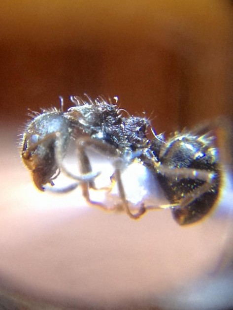 Dolichoderus thoracicus.jpg