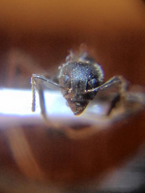 Dolichoderus thoracicus head.jpg