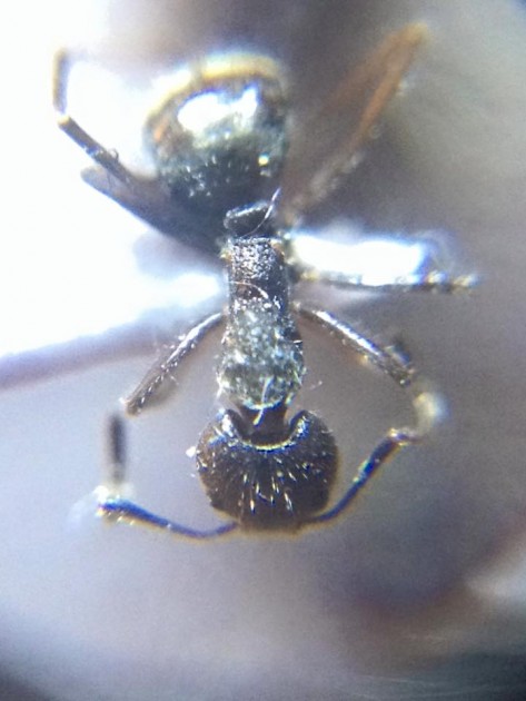 Dolichoderus thoracicus  2.jpg