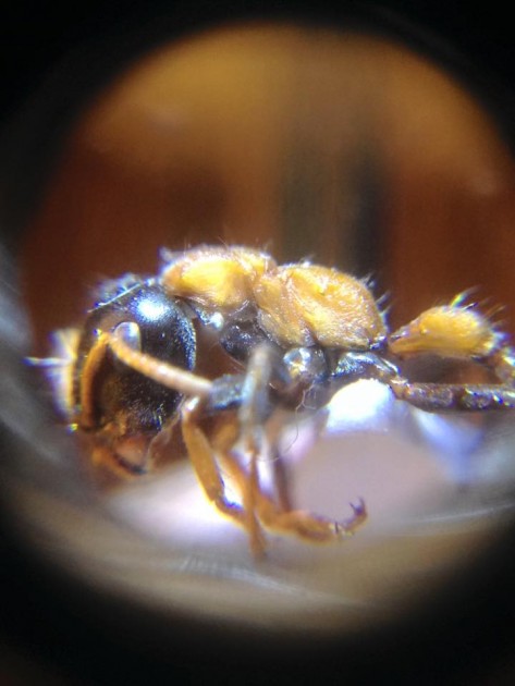 Tetraponera rufonigra.jpg