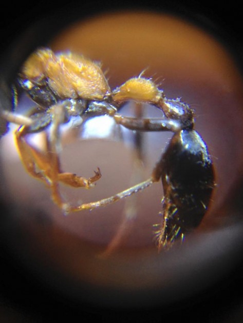 Tetraponera rufonigra 2.jpg