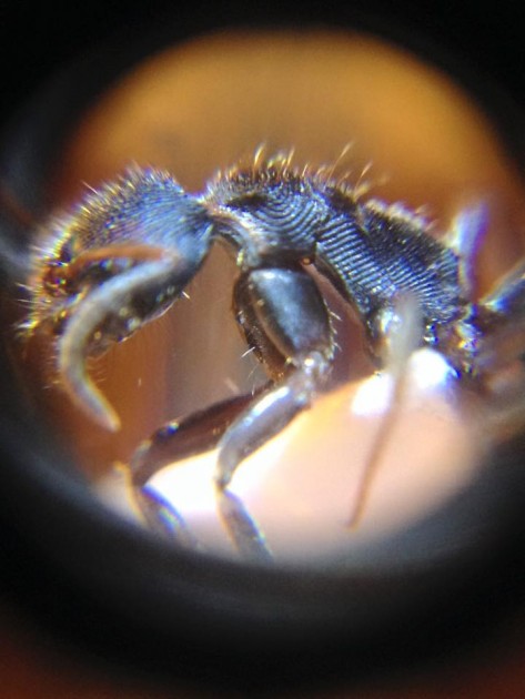 Odontoponera transversa.jpg