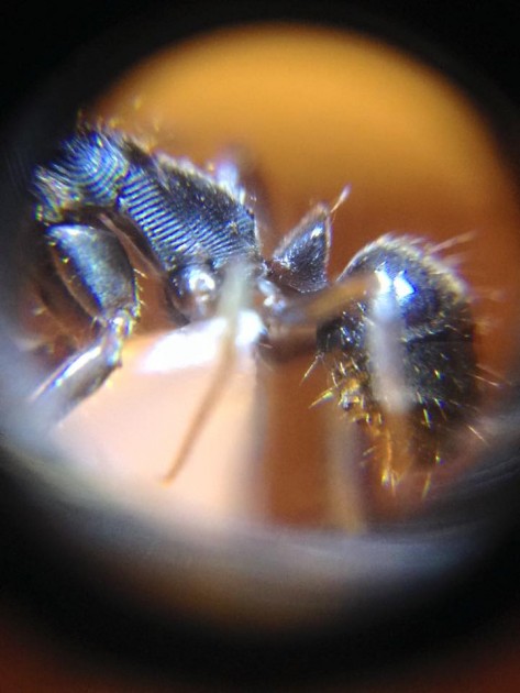 Odontoponera transversa 2.jpg