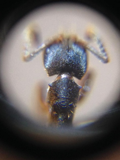 Odontoponera transversa 3.jpg