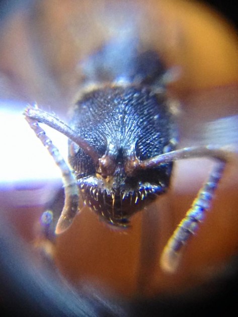 Odontoponera transversa 4.jpg