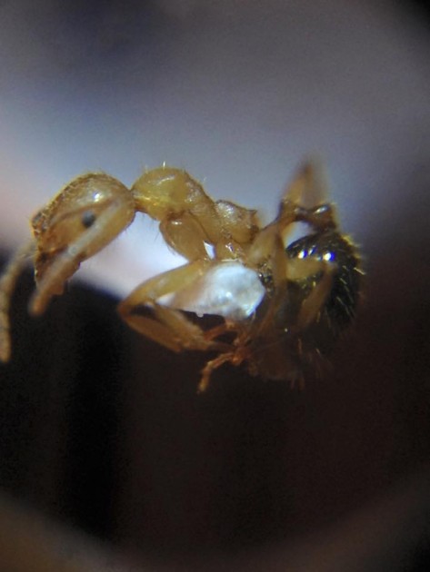 Aphaenogaster sicula.jpg