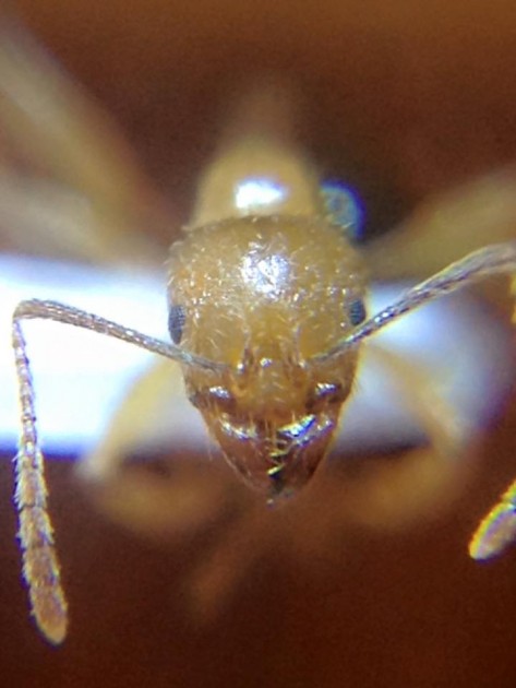 Aphaenogaster sicula 2.jpg