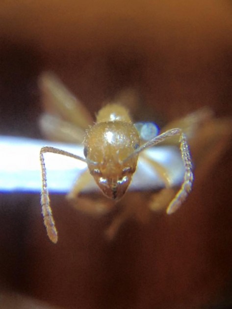 Aphaenogaster sicula 3.jpg