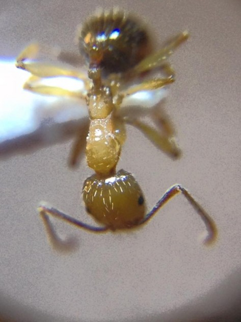 Aphaenogaster sicula 4.jpg