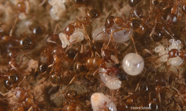 aphaenogaster sicula.jpg