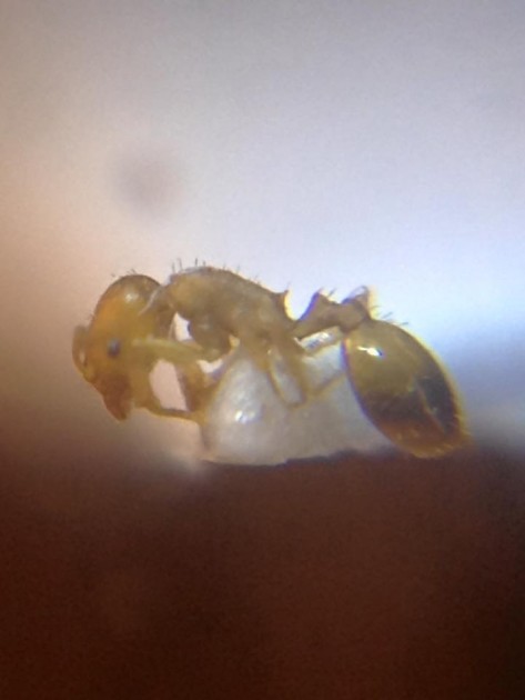 Temnothorax lagrecai.jpg