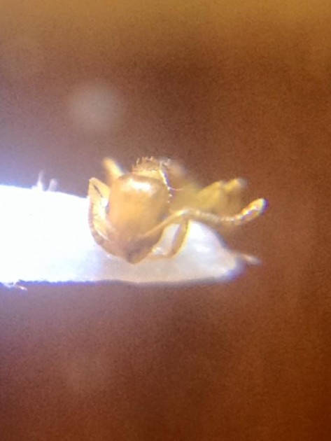 Temnothorax lagrecai 2.jpg