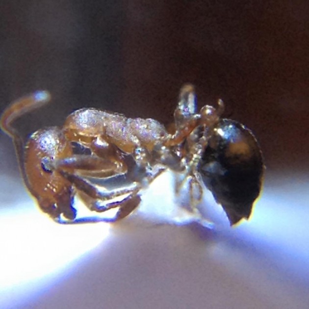 Monomorium subopacum.jpg