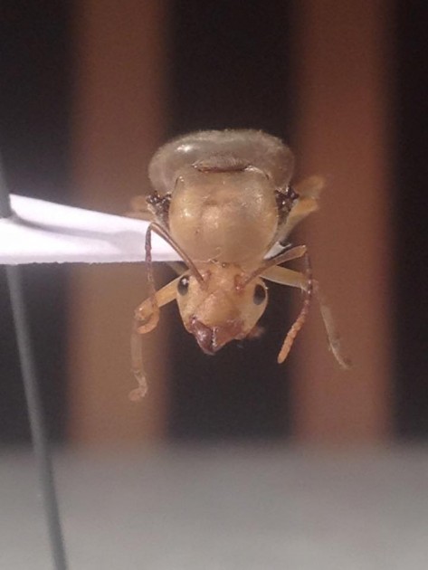 Oecophylla smaragdina 2.jpg