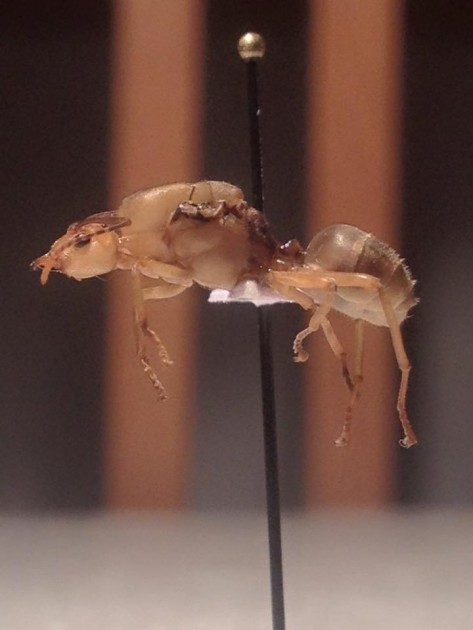 Oecophylla smaragdina.jpg