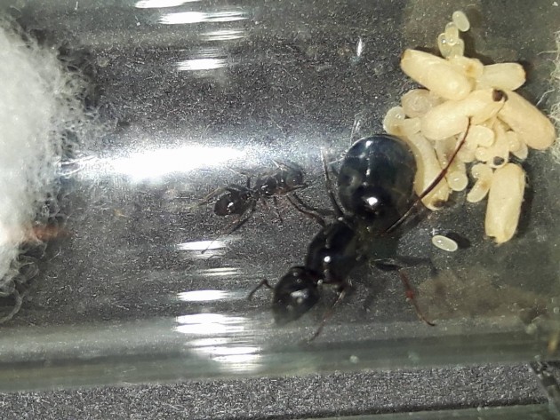 13461164_1399020250112869_1661795656_o.jpg (349.13 KiB) Osservato 2211 volte 13461164_1399020250112869_1661795656_o.jpg