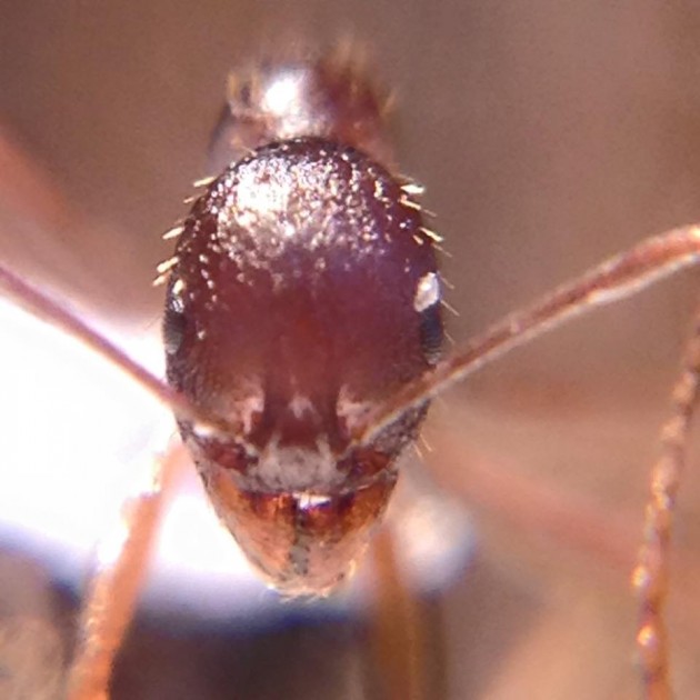 A. ovaticeps 3.jpg