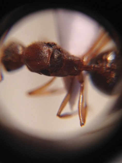 A. ovaticeps gyne 5.jpg
