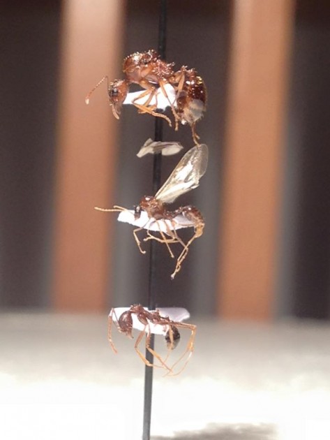A. ovaticeps gyne, male, worker.jpg