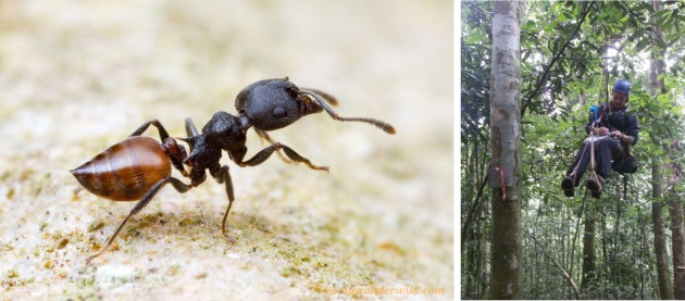 Antcourse 10.jpg