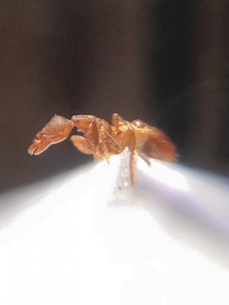 Strumigenys membranifera.jpg