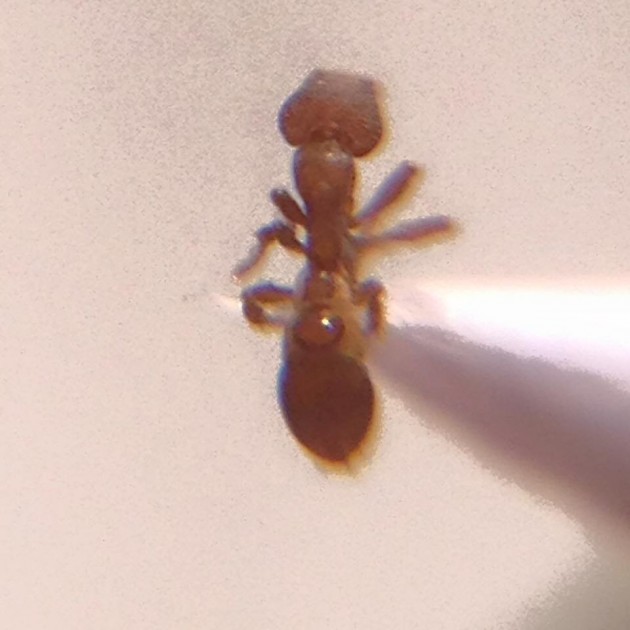 Strumigenys membranifera dorsal.jpg