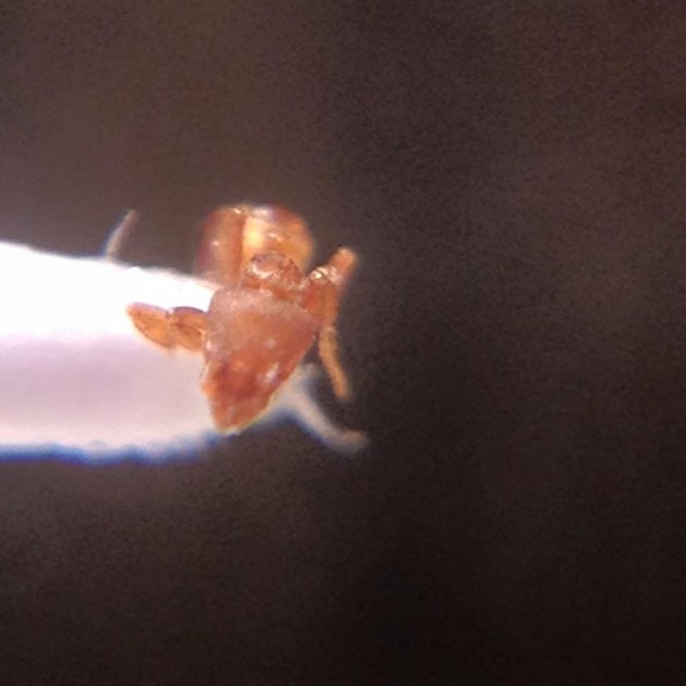 Strumigenys membranifera head.jpg