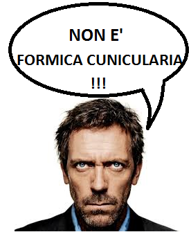 Non è Formica cunicularia!!!.png