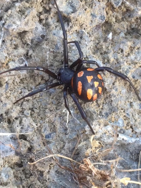 Latrodectus tredecimguttatus 2.jpg