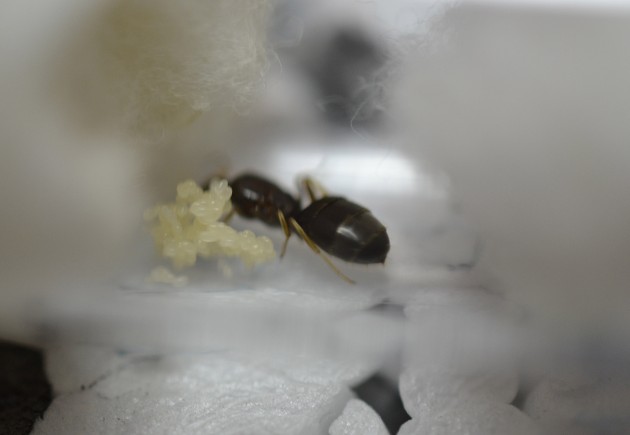 Lasius sp. 11 cut.jpg