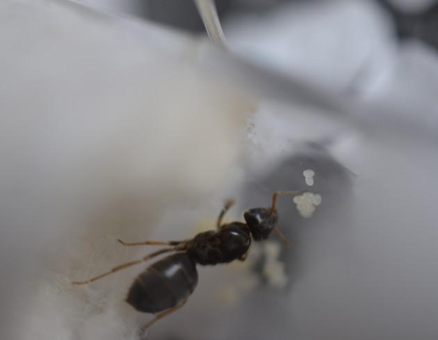 Lasius sp. 12 cut.jpg