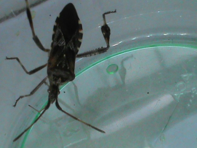 cimice.JPG