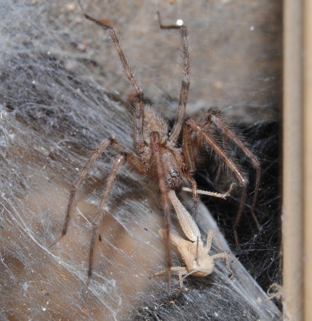 tegenaria3.JPG