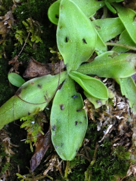 Pinguicula hirtiflora 4.jpg